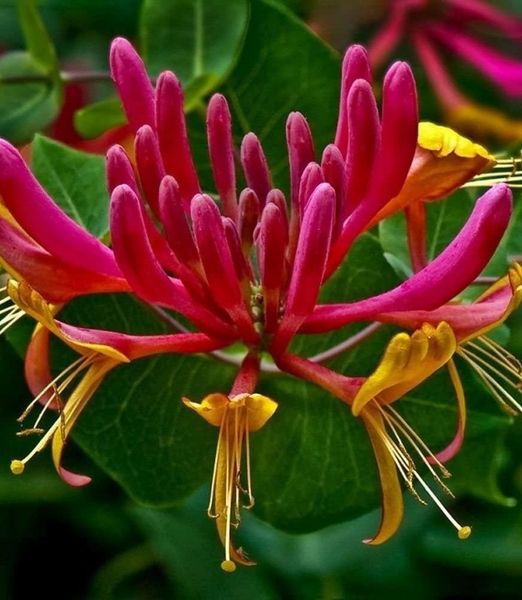 Lonicera x heckrottii 'Gold Flame'